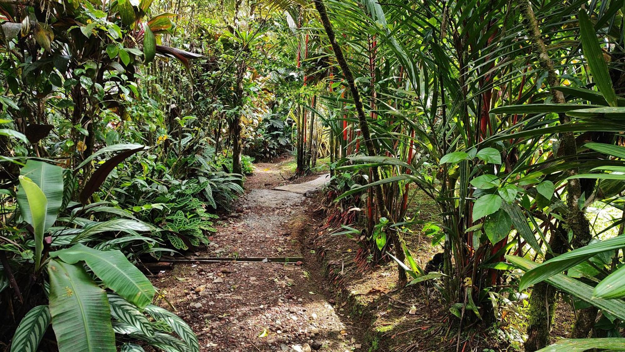 Rio Celeste Nature View Upala Pokoj fotografie